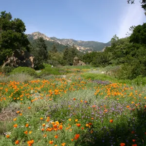 Toad Hall, Wildflowers in the Meadow, Blaksley Boulder, La Cumbre Peak