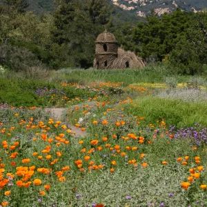 Toad Hall, Wildflowers in the Meadow