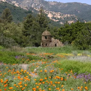 Toad Hall, Wildflowers in the Meadow