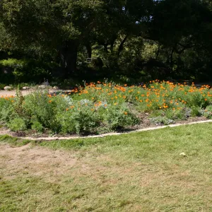 Meadow Border planting