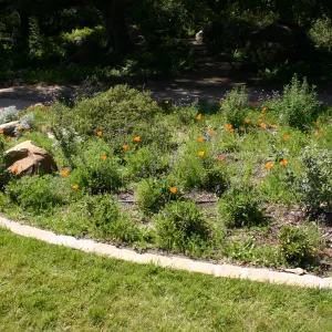 Meadow Border planting