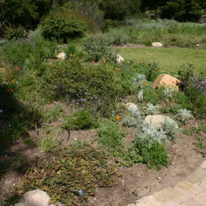 Meadow Border planting