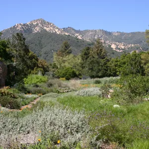 SBBG Meadow, La Cumbre Peak