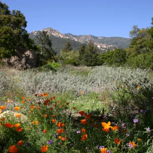 wildflower display, SBBG Meadow, La Cumbre Peak