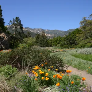 wildflower display, SBBG Meadow