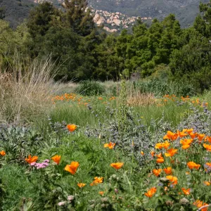 wildflower display, SBBG Meadow
