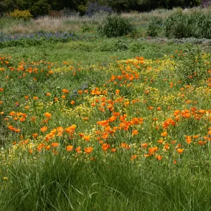 wildflower display, tall grasses, SBBG Meadow