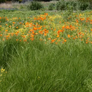 wildflower display, tall grasses, SBBG Meadow