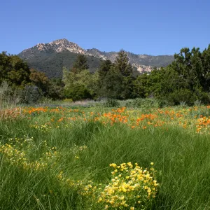 wildflower display, tall grasses, SBBG Meadow, La Cumbre Peak