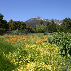 wildflower display, tall grasses, SBBG Meadow