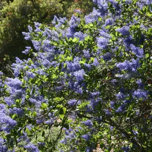 Ceanothus (California Lilac) in bloom, SBBG Meadow