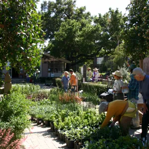 Plant Sale setup in the Courtyard