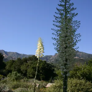 Yucca, Porter Trail in bloom