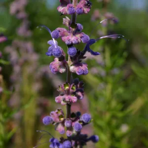 Porter Trail in bloom