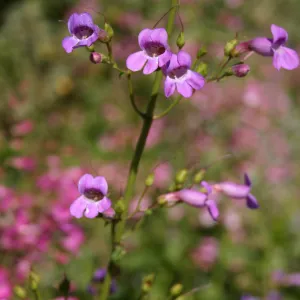 Porter Trail in bloom