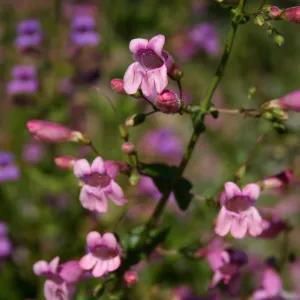 Porter Trail in bloom