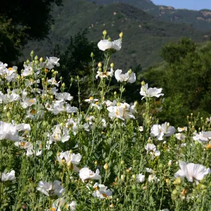 Matilija poppies, Porter Trail in bloom