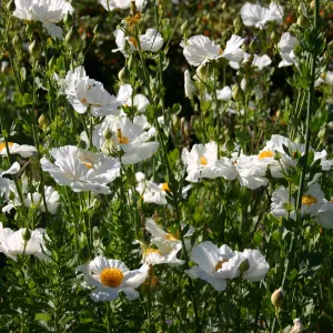 Matilija poppies, Porter Trail in bloom