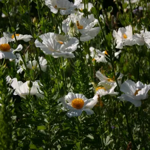 Matilija poppies, Porter Trail in bloom