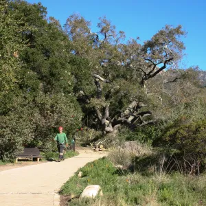 Removal of sick Meadow Oak
