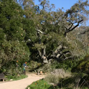 Removal of sick Meadow Oak