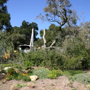 Removal of sick Meadow Oak