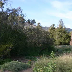 Meadow Oak, 2006
