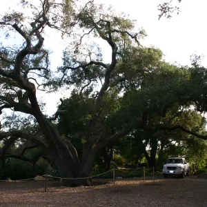 Meadow Oak, 2006