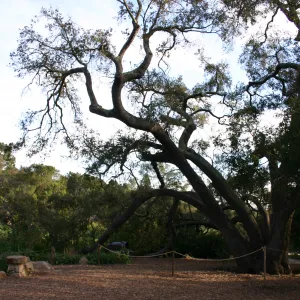 Meadow Oak, 2006