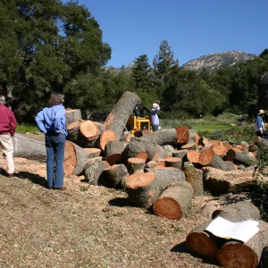 after Meadow oak removal