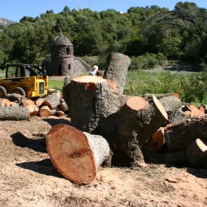 after Meadow oak removal