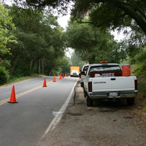 Removal of Eucalyptus trees along Mission Canyon Road