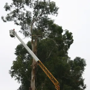 Removal of Eucalyptus trees along Mission Canyon Road