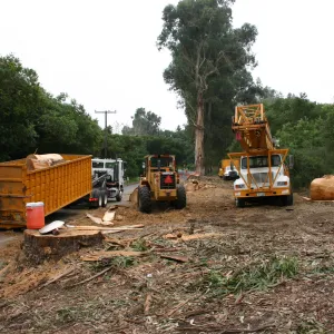 Removal of Eucalyptus trees along Mission Canyon Road