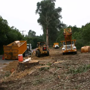 Removal of Eucalyptus trees along Mission Canyon Road