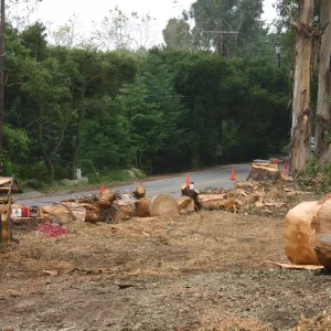 Removal of Eucalyptus trees along Mission Canyon Road