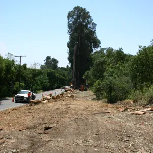 Removal of Eucalyptus trees along Mission Canyon Road