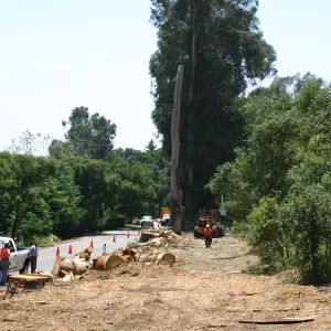 Removal of Eucalyptus trees along Mission Canyon Road