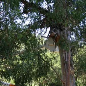 Removal of Eucalyptus trees along Mission Canyon Road