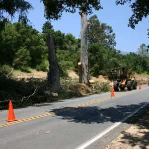 Removal of Eucalyptus trees along Mission Canyon Road