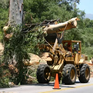 Removal of Eucalyptus trees along Mission Canyon Road