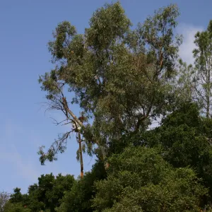 Removal of Eucalyptus trees along Mission Canyon Road