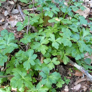 Sanicula hoffmanii in SBBG