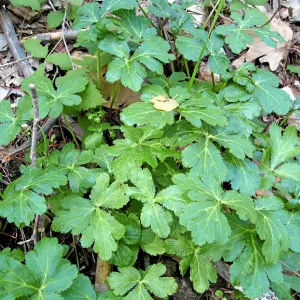 Sanicula hoffmanii in SBBG