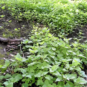 Venegasia sprouting on Pritchett Trail