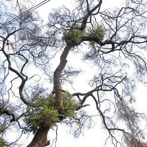 Quercus agrifolia (Coastal Live Oak) resprouts on Pritchett trail