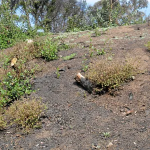 Quercus dumosa resprouts on Pritchett Trail after Jesusita Fire