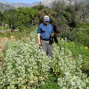 Dieter Wilken at Malacothamnus fasciculatus patch post fire at Tunnel gate