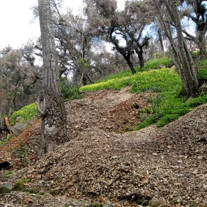 Slope lower Woodland Trail showing heavy infestation of Oxalis post fire