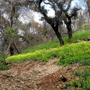 Slope lower Woodland Trail showing heavy infestation of Oxalis post fire